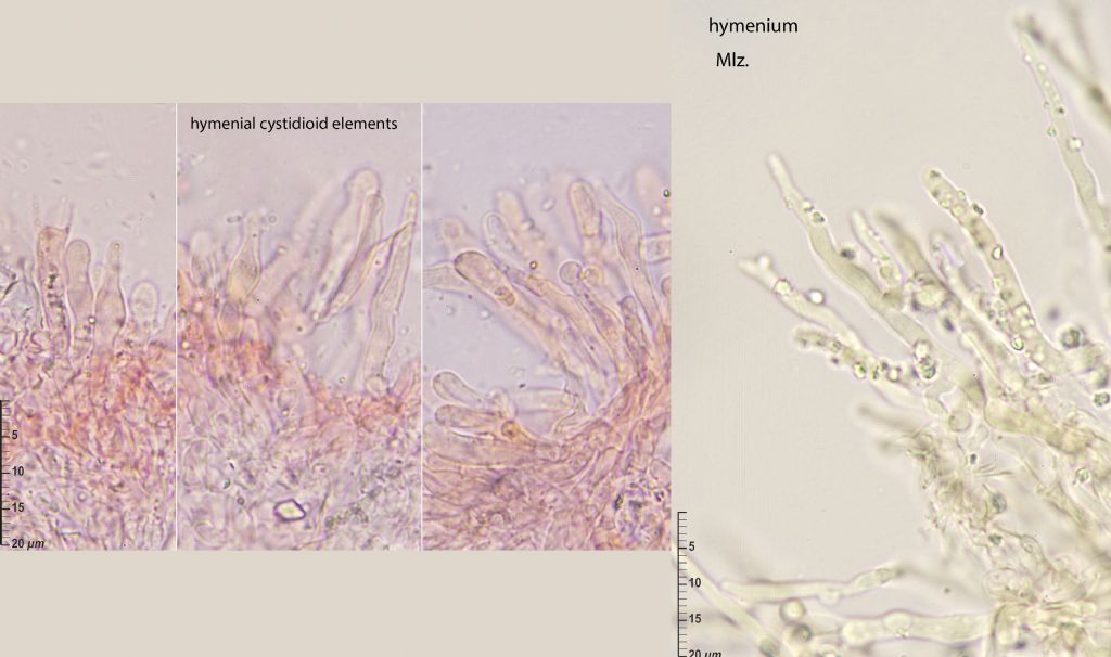 Athelioid fungus on Conium maculatum